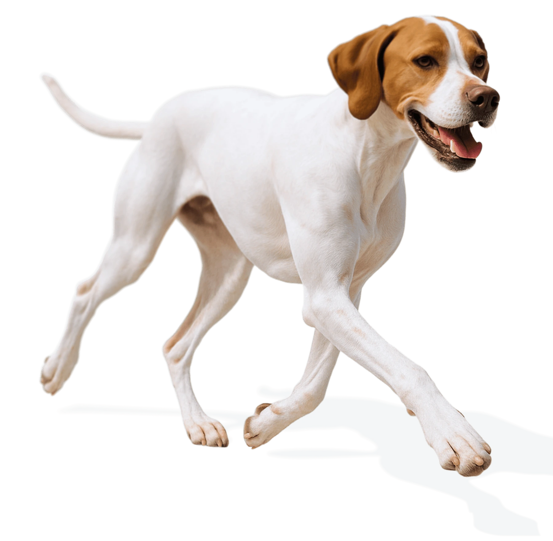 Nutrizione d'élite per il tuo cane